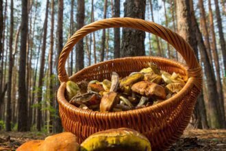 Les champignons, nos alliés contre la Covid-19