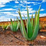 Adoptez l'aloe vera, votre meilleur allié santé