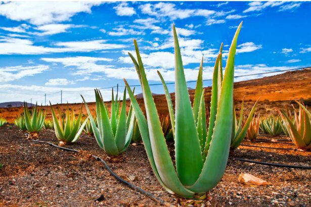 Adoptez l'aloe vera, votre meilleur allié santé