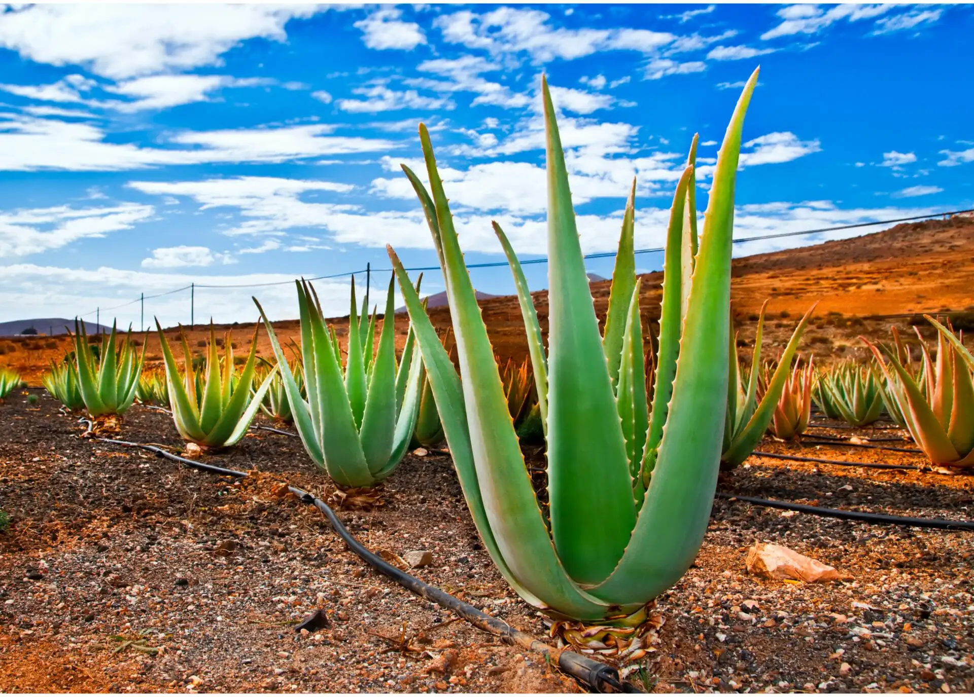 Adoptez l'aloe vera, votre meilleur allié santé