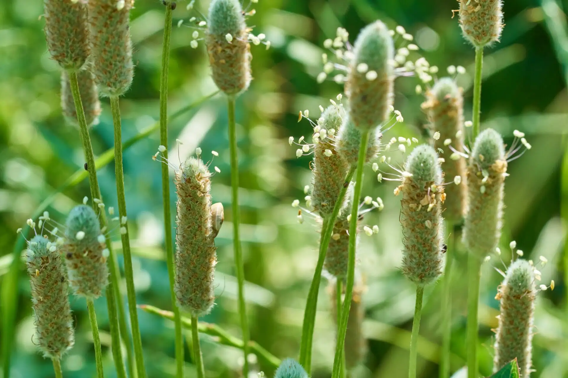 Le psyllium, un remède naturel aux troubles intestinaux ?