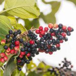 Les atouts santé insoupçonnés de l'aronia