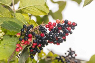 Les atouts santé insoupçonnés de l'aronia