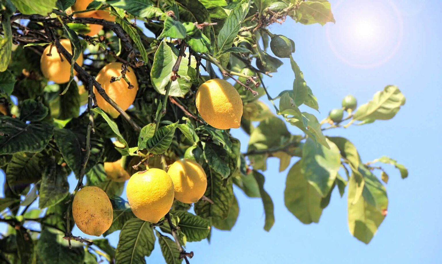 Régime citron : comment perdre du poids sans sacrifier votre énergie