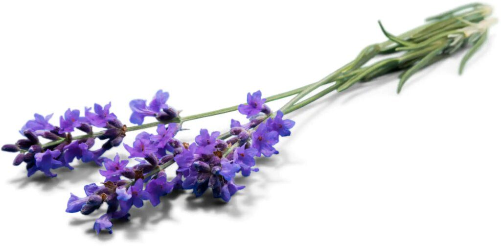 Les propriétés et bienfaits des fleurs de lavande : un trésor pour la santé et la beauté