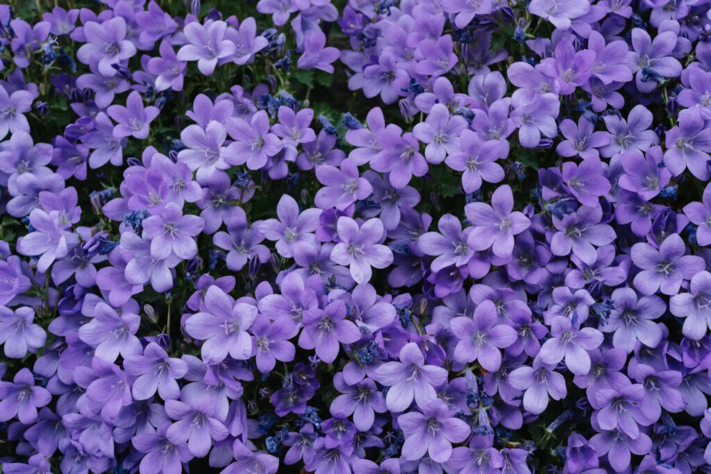 Les propriétés et bienfaits des fleurs de lavande : un trésor pour la santé et la beauté