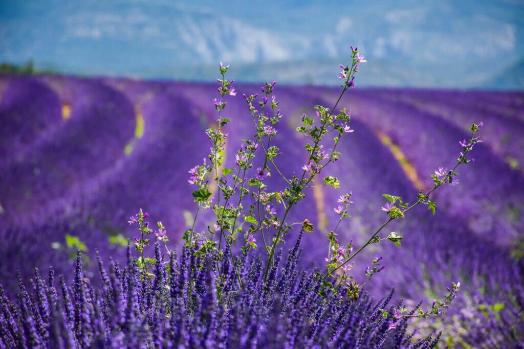 Les propriétés et bienfaits des fleurs de lavande : un trésor pour la santé et la beauté