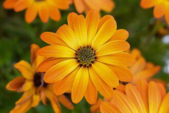 Le calendula : une plante miracle pour une peau éclatante et en santé