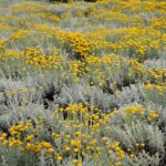 L'huile essentielle d'hélichryse : une source de bien-être naturelle et énergétique
