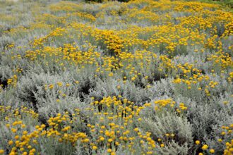 L'huile essentielle d'hélichryse : une source de bien-être naturelle et énergétique