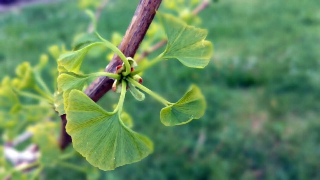 Le Ginkgo Biloba pour stimuler les fonctions cognitives