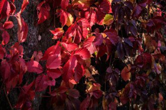 La vigne rouge, une alliée pour vos problèmes de circulation