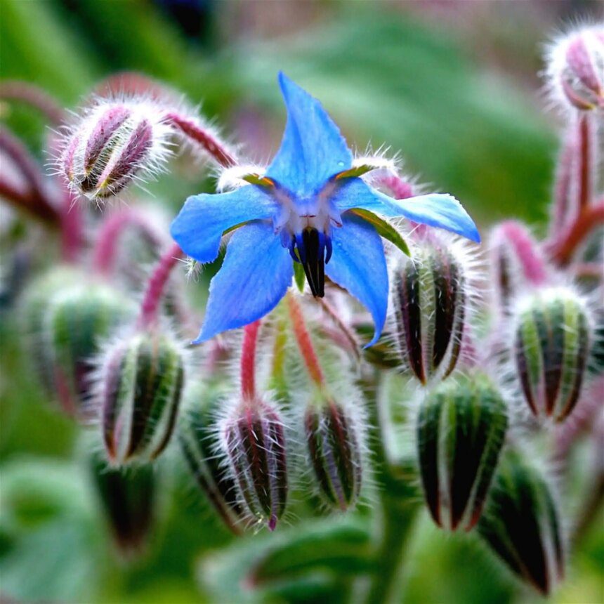 La bourrache : une plante miraculeuse pour une peau resplendissante