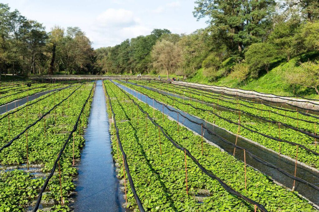 Les avantages pour la santé du wasabi : découvrez ses propriétés curatives