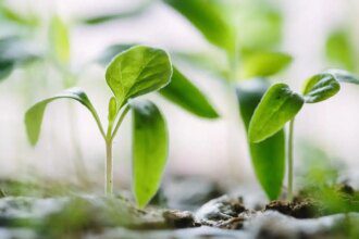 Médecine naturelle : les bienfaits des soins énergétiques et remèdes à base de plantes