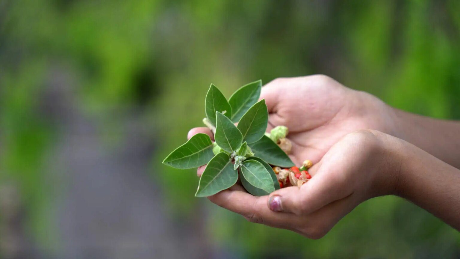 7 bienfaits méconnus de l'ayurveda pour la santé holistique