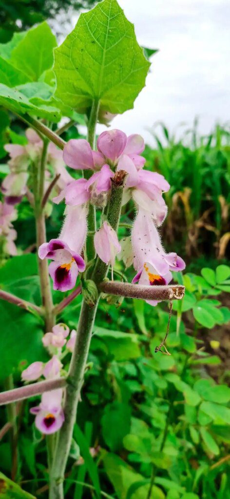 Les plantes pour soulager les douleurs articulaires