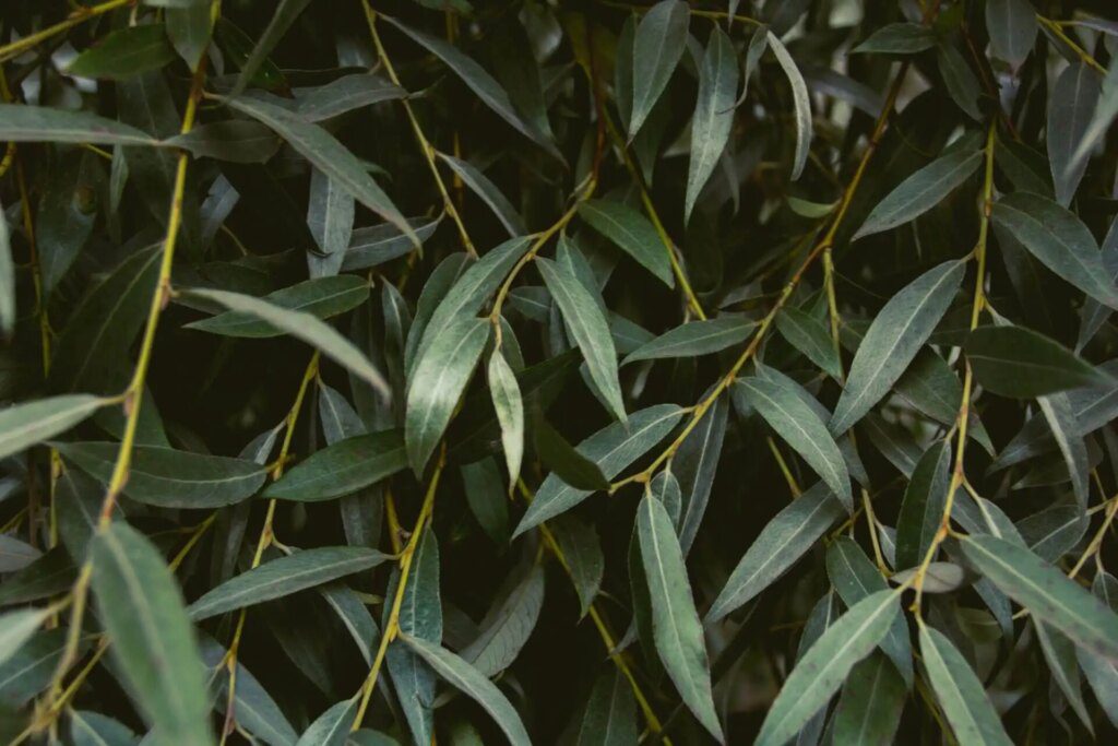 Les plantes pour soulager les douleurs articulaires