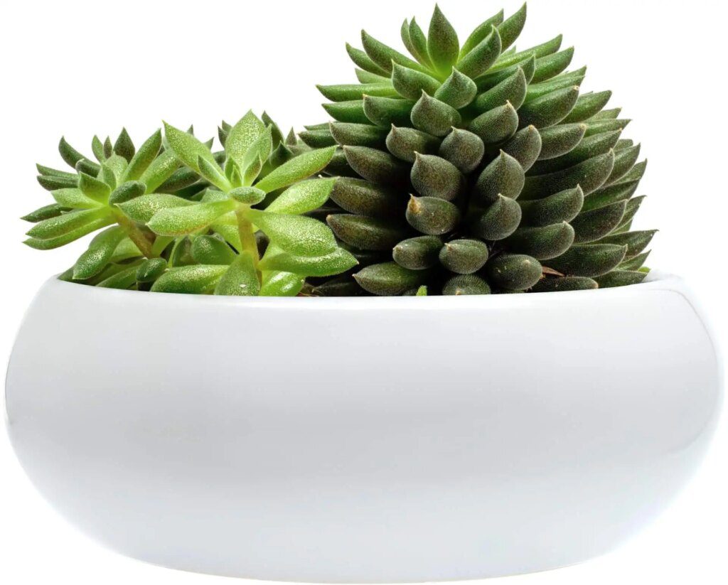 Les meilleures plantes d'intérieur pour des débutants sans pouce vert