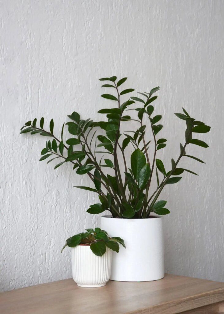Les meilleures plantes d'intérieur pour des débutants sans pouce vert