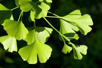 Ginkgo Biloba : un allié naturel pour une meilleure circulation sanguine