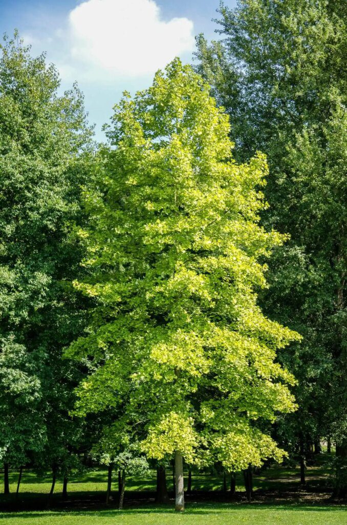 L'arbre de vie : découvrez les bienfaits étonnants du Ginkgo Biloba