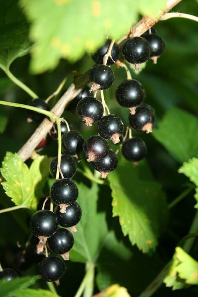 Comment le bourgeon de cassis renforce votre immunité et soulage vos articulations