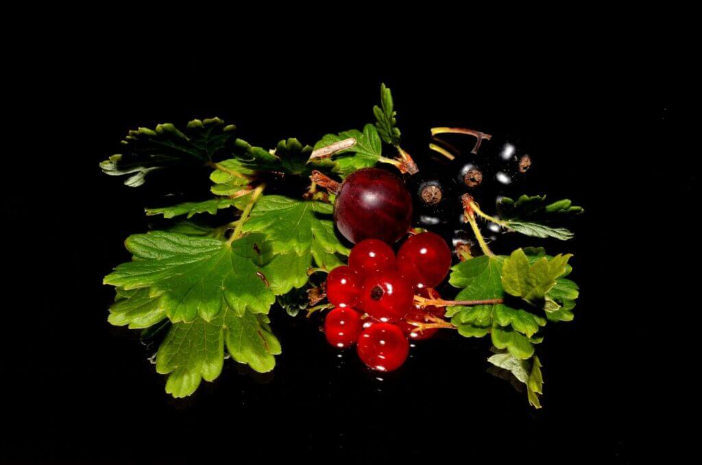 Comment le bourgeon de cassis renforce votre immunité et soulage vos articulations