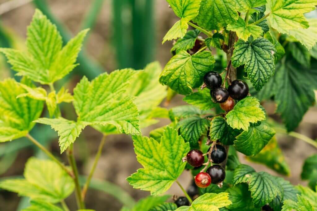 Comment le bourgeon de cassis renforce votre immunité et soulage vos articulations
