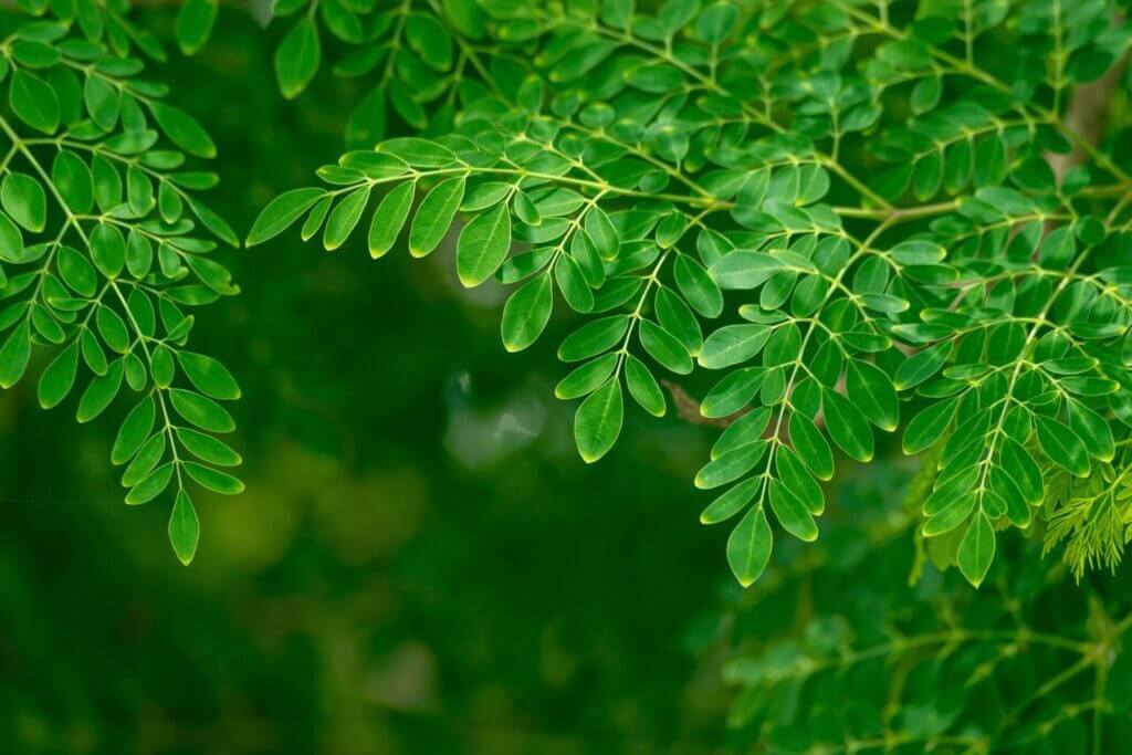 Les bienfaits du moringa sur la santé : le super aliment qui change tout