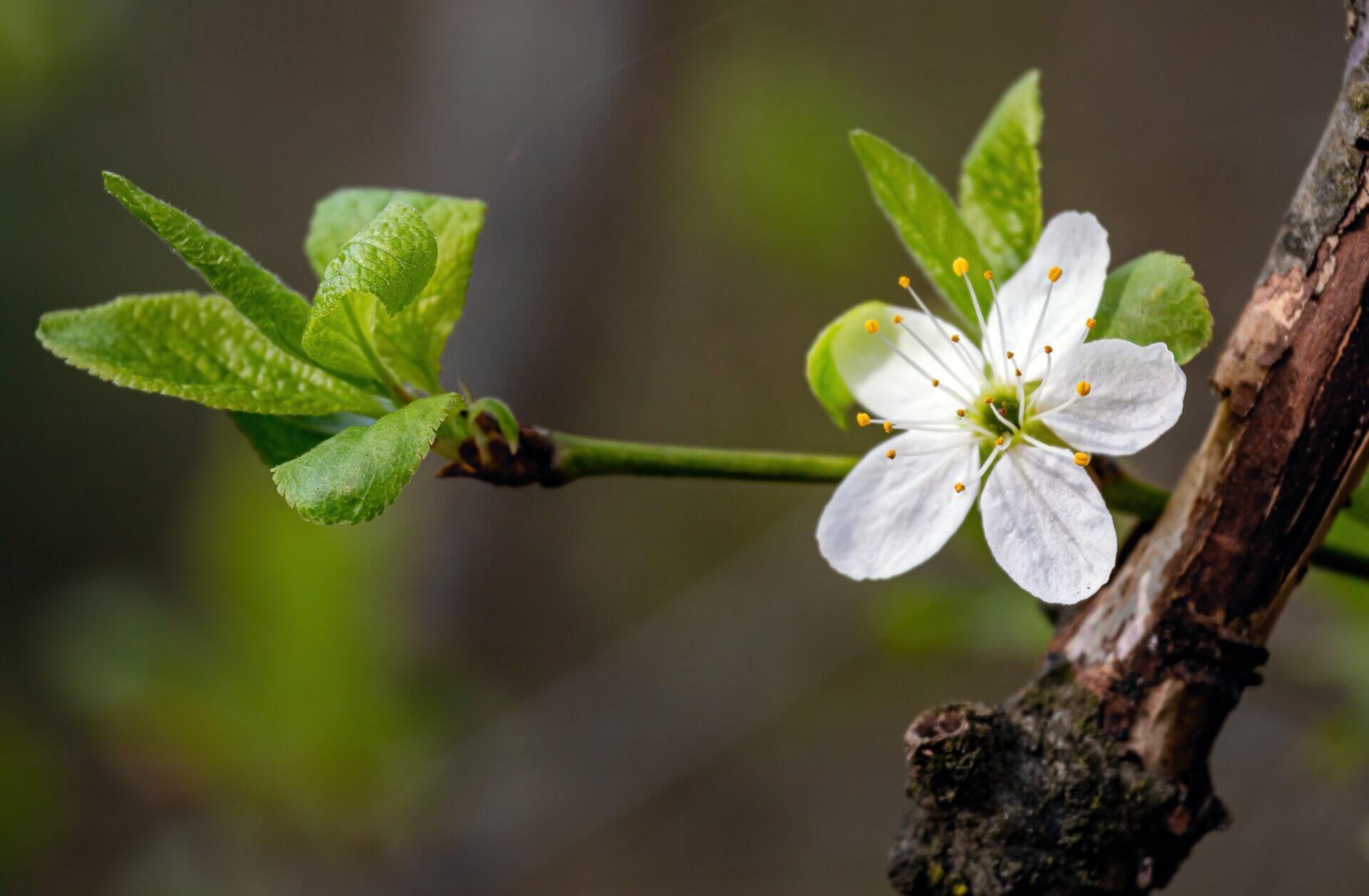 Naturopathie : comment booster votre énergie naturellement ?