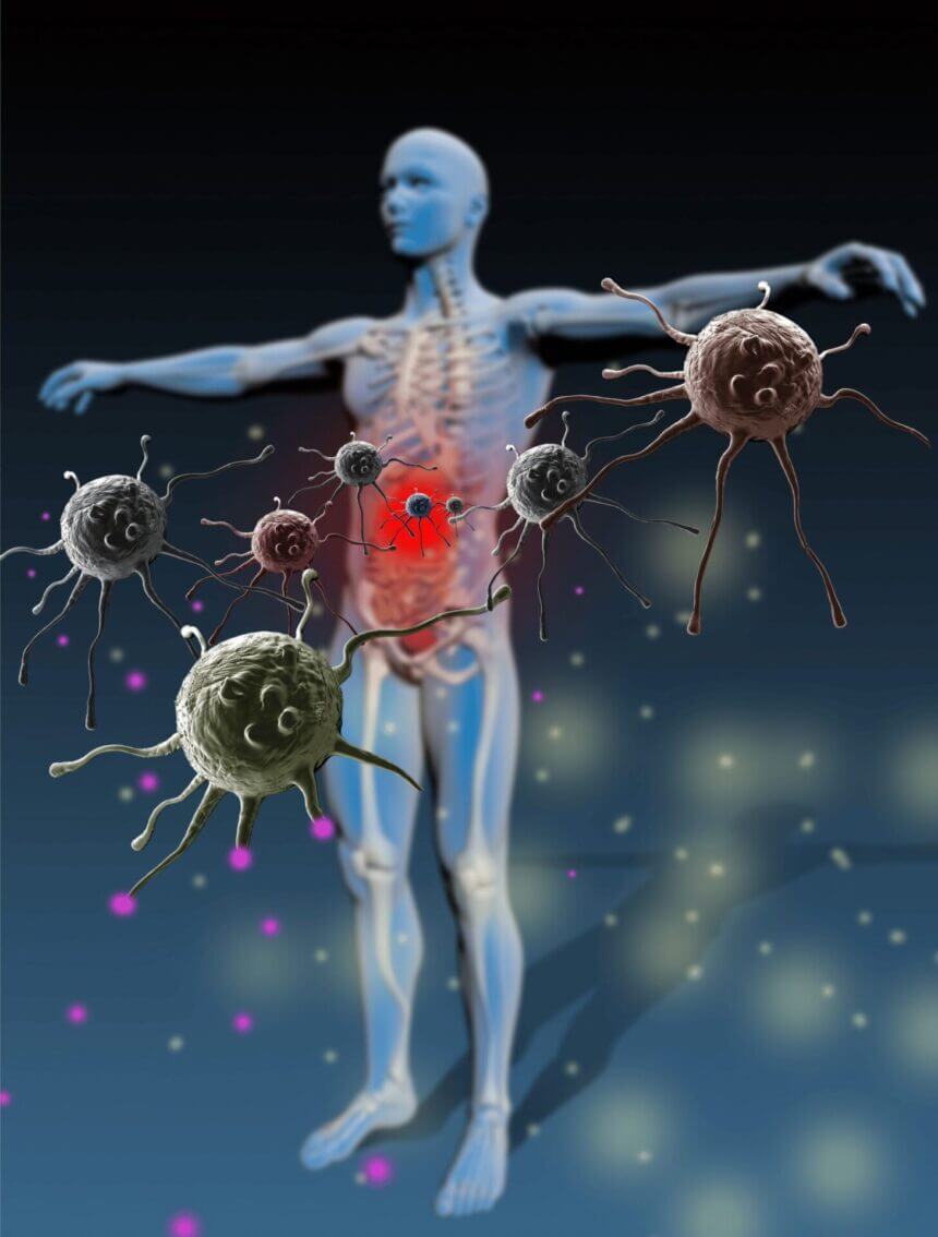 Le fonctionnement du système immunitaire